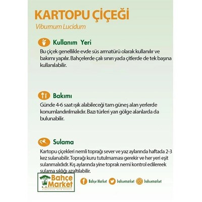 Kartopu Bitkisi (Tinus)