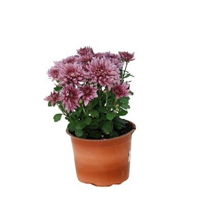 Kasımpatı Çiçeği 10 -20 Cm