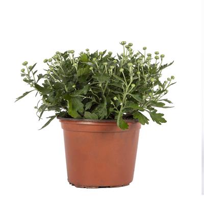 Kasımpatı Çiçeği 10 - 20 Cm