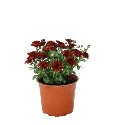 Kasımpatı Çiçeği 10 -20 Cm