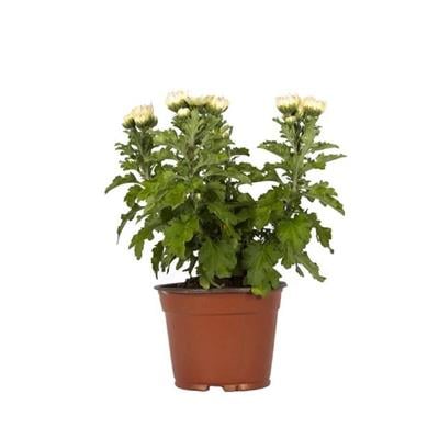 Kasımpatı Çiçeği 10 - 20 Cm