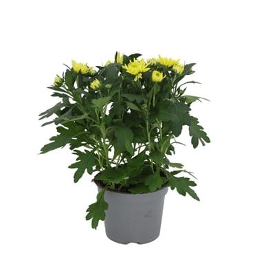 Kasımpatı Çiçeği 20-30 Cm