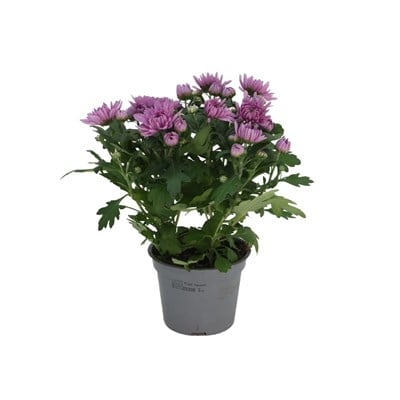 Kasımpatı Çiçeği 20-30 Cm