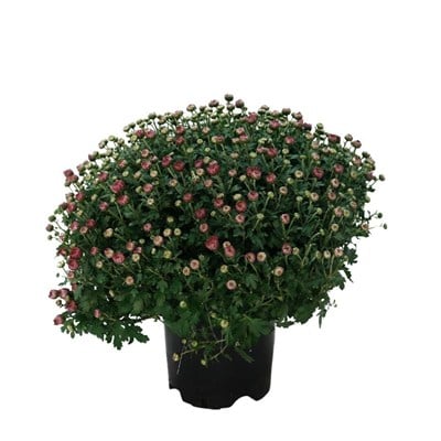 Kasımpatı Çiçeği 20 -30 Cm