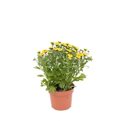 Kasımpatı Çiçeği 20-30 Cm