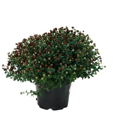 Kasımpatı Çiçeği 20 -30 Cm