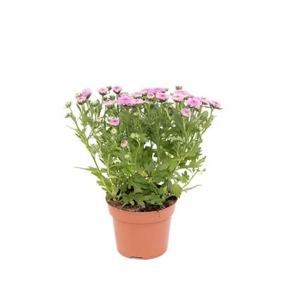 Kasımpatı Çiçeği 20-30 Cm