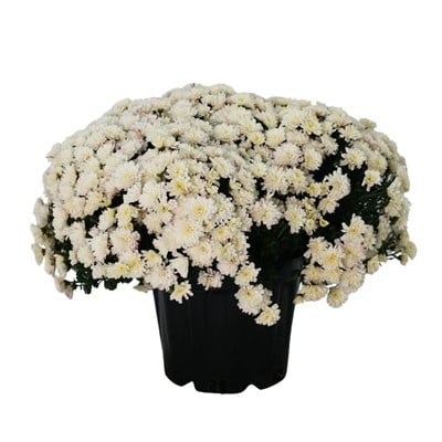 Kasımpatı Çiçeği 20 -30 Cm