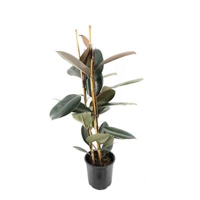 Kauçuk Elastice Tineke 2li 80-100 Cm Yeşil