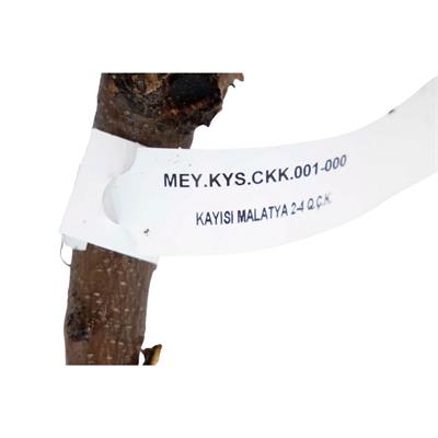 Kayısı Fidanı Malatya Çıplak Kök