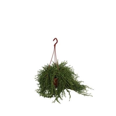 Kekik Bitkisi Askılı