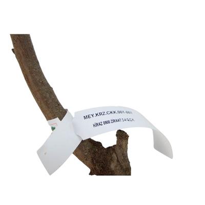 Kiraz Fidanı 0900 Ziraat  Çıplak Kök