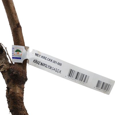 Kiraz Fidanı Napolyon Çıplak Kök