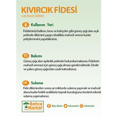 Kıvırcık Fidesi