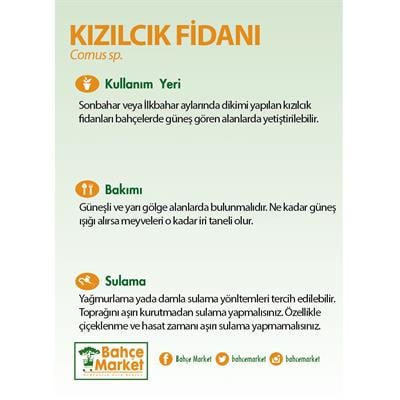 Kızılcık Fidanı 60-80 Cm