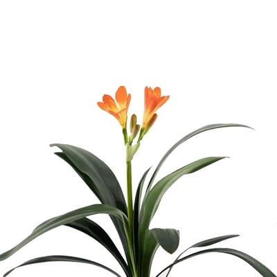 Klivya Çiçeği Yeşil