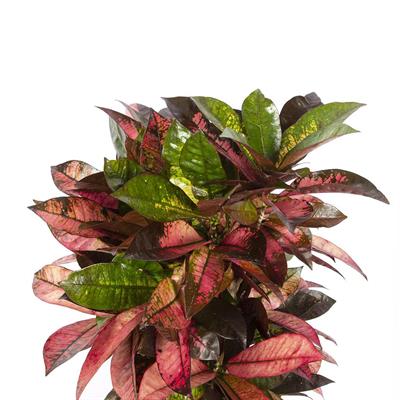 Kroton Iceton 80-100 Cm Yeşil