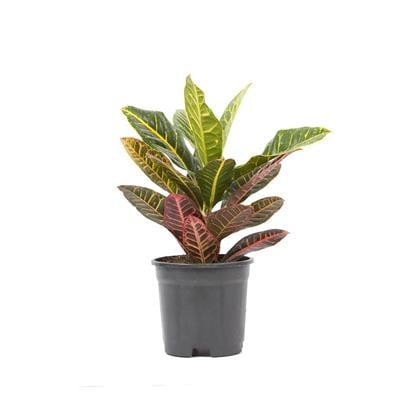 Croton- Kroton Petra Yeşil