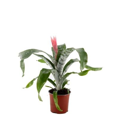 Kupa Çiçeği - Çap 15 Cm - Boy 40 60 Cm