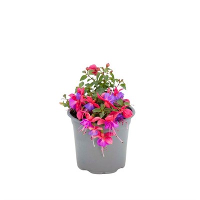 Küpe Çiçeği 20-30 Cm