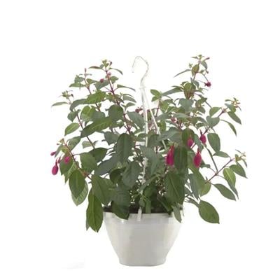 Küpeli Çiçeği - Askılı Saksıda Çap 23 Cm - 20-30 Cm