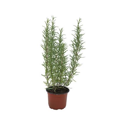 Kuşdili (Biberiye) 10-20 Cm