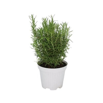 Kuşdili (Biberiye) 10-20 Cm