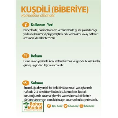 Kuşdili (Biberiye) 10-20 Cm