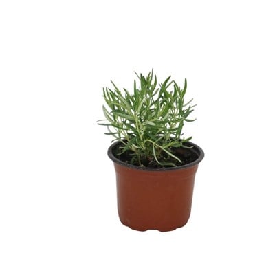 Kuşdili (Biberiye) 10-20 Cm