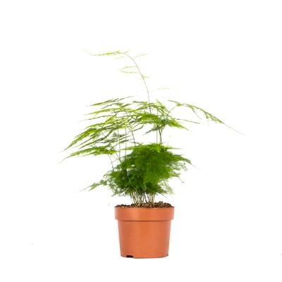 Kuşkonmaz 30-40 Cm Yeşil