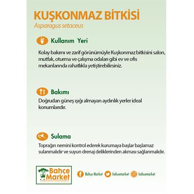 Kuşkonmaz 30-40 Cm Yeşil