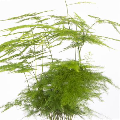 Kuşkonmaz 30-40 Cm Yeşil