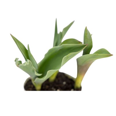 Lale Saksılı 3 lü