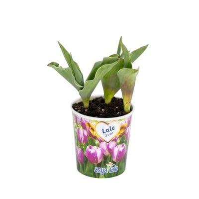 Lale Saksılı 3 lü