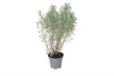 Lavanta Allardii 20-30 Cm