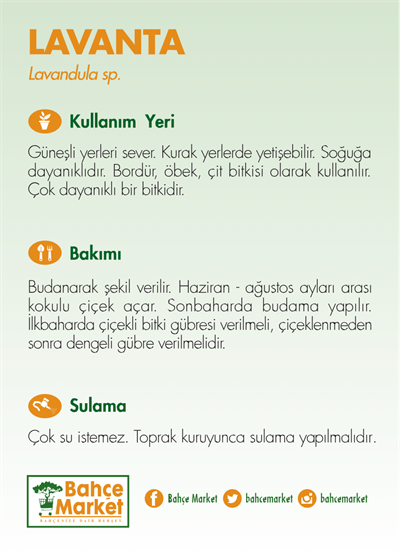 Lavanta Allardii 20-30 Cm