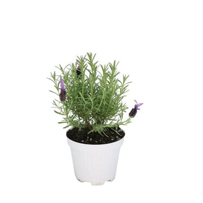 Lavanta Karabaş Çiçeği 10-20 Cm