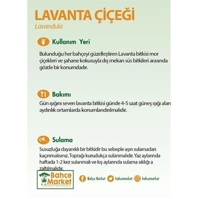 Lavanta Karabaş Çiçeği 10-20 Cm