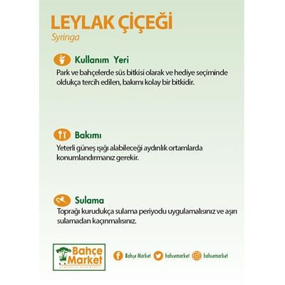 Leylak Çiçeği 125- 150 Cm