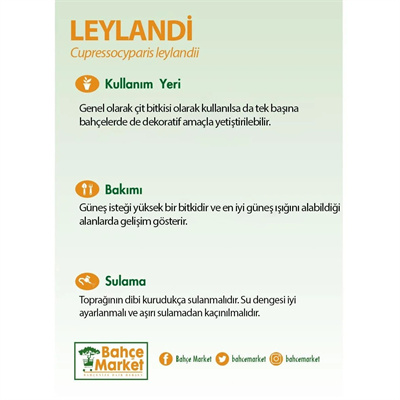 Leylandi  Yeşil 80-100 Cm