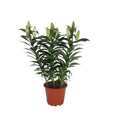 Lilium Çiçeği 60-80 Cm