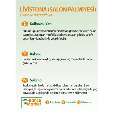 Livistona (Salon Palmiyesi) Yeşil