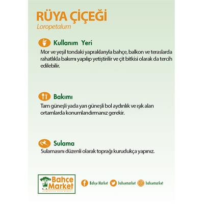 Loropetalum - Rüya Çiçeği 30-40 Cm