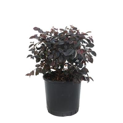 Loropetalum - Rüya Çiçeği 30-40 Cm