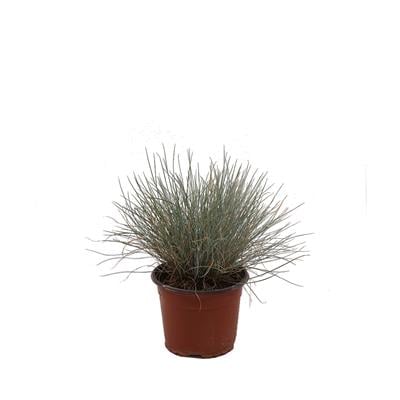 Mavi Çim (Festuca Glauca) 10-20 Cm