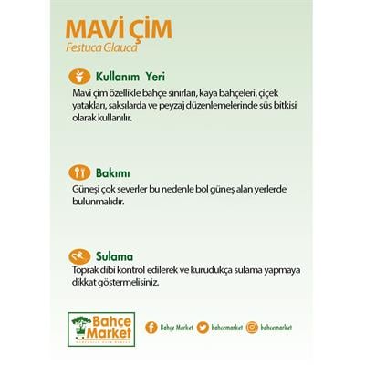 Mavi Çim (Festuca Glauca) 10-20 Cm