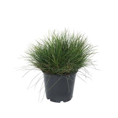 Mavi Çim (Festuca Glauca) 20-40 Cm