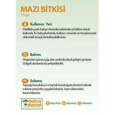 Mazı Bitkisi 20-30 Cm