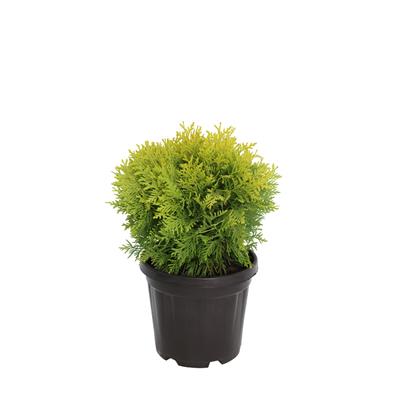 Mazı Bitkisi 20-30 Cm