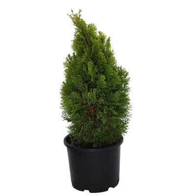 Mazı Piramit Altuni 40-60 Cm